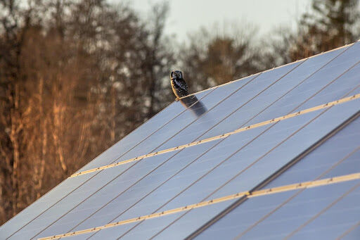 How to Effectively Keep Birds Away from Your Business